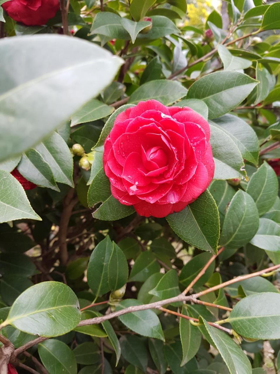 Il Giardino Di Vico Neve Bed & Breakfast Napoli Ngoại thất bức ảnh